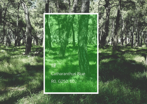 经典色系|走进夏日秘境